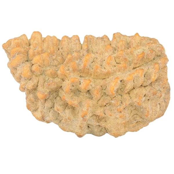 1 Mukhi Rudraksha 34mm 4.74gm - Rudraksha