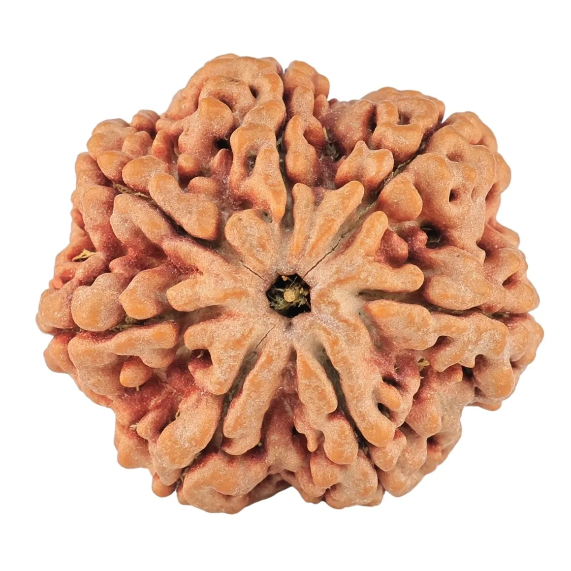 7 Mukhi Rudraksha 29.1mm 8gm