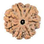 7 Mukhi Rudraksha 27.9mm 6.7gm - Rudraksha
