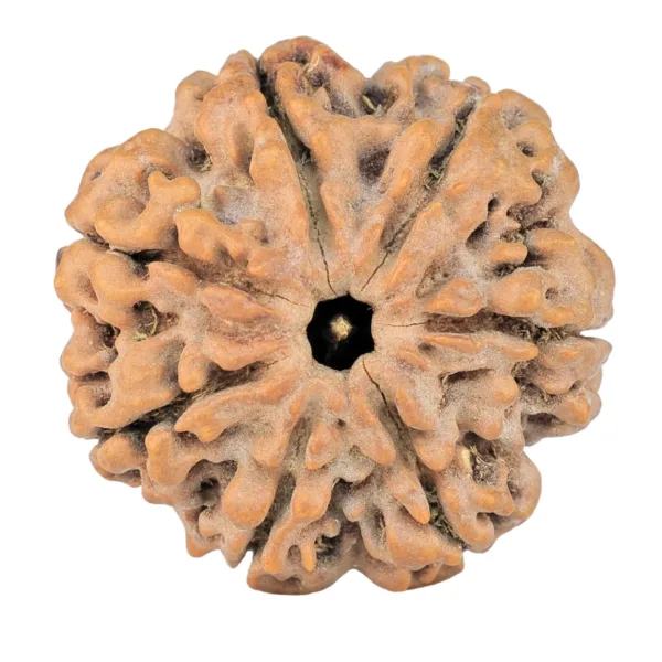 7 Mukhi Rudraksha 27.9mm 6.7gm - Rudraksha