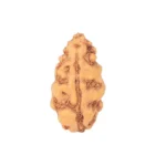 1 Mukhi Rudraksha 12.3mm 0.24gm - Rudraksha