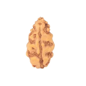 1 Mukhi Rudraksha 12.3mm 0.24gm - Rudraksha