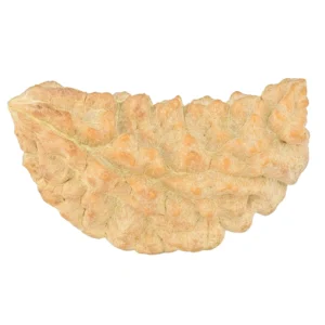 1 Mukhi Rudraksha 36.4mm 3.69gm - Rudraksha