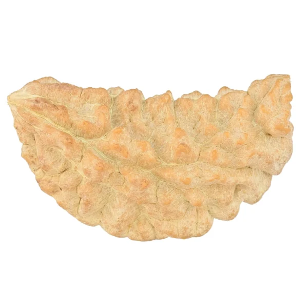1 Mukhi Rudraksha 36.4mm 3.69gm - Rudraksha