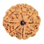 8 Mukhi Rudraksha 24mm 3.7gm - Rudraksha