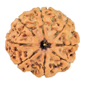 8 Mukhi Rudraksha 24mm 3.7gm - Rudraksha