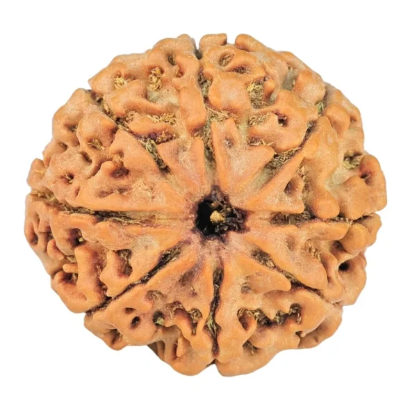 8 Mukhi Rudraksha 24mm 3.7gm - Rudraksha