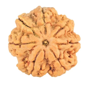 7 Mukhi Rudraksha 28.3mm 7gm - Origin: Nepal - Rudraksha