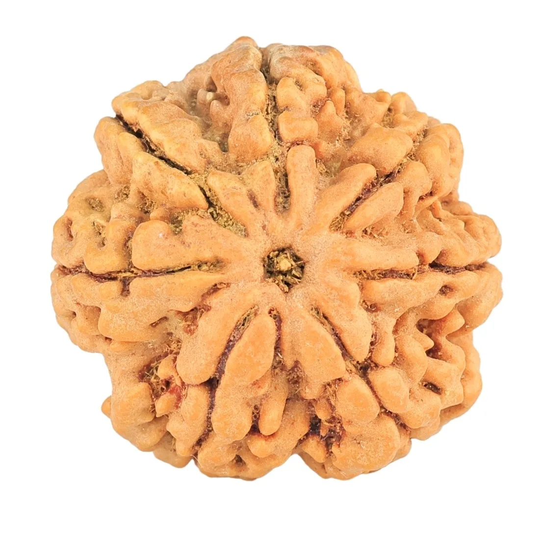 7 Mukhi Rudraksha 28.3mm 7gm - Origin: Nepal