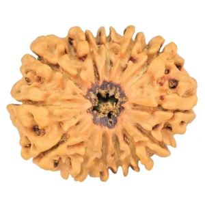 13 Mukhi Rudraksha 29.2mm 4.93gm - Rudraksha