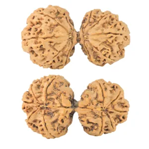 10 Mk Gaurishankar 44.6mm 9.98gm - Rudraksha