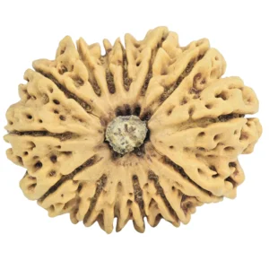 14 Mukhi Rudraksha 33.8mm 6.67gm - Rudraksha