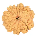 8 Mukhi Rudraksha 23.1mm 3.47gm - Rudraksha