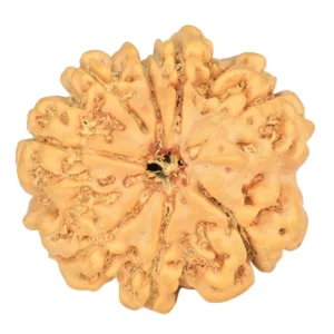 8 Mukhi Rudraksha 23.1mm 3.47gm - Rudraksha