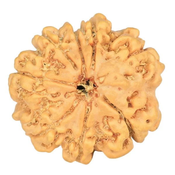 8 Mukhi Rudraksha 23.1mm 3.47gm - Rudraksha