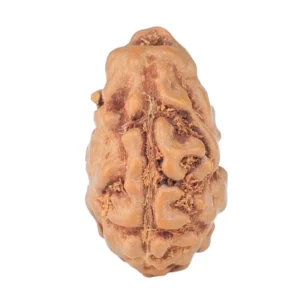 1 Mukhi Rudraksha 15mm 0.52gm - Rudraksha