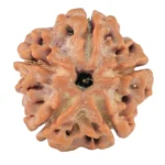 5 Mukhi Rudraksha 18.1mm 2.3gm - Rudraksha