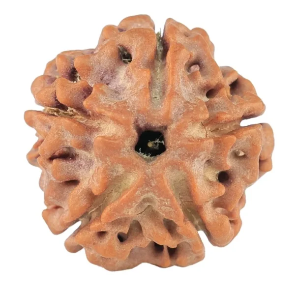 5 Mukhi Rudraksha 18.1mm 2.3gm - Rudraksha