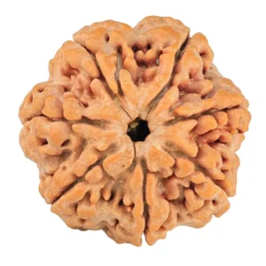 7 Mukhi Rudraksha 27.7mm 7.78gm - Rudraksha