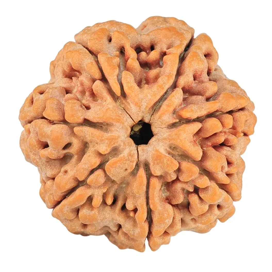 7 Mukhi Rudraksha 27.7mm 7.78gm
