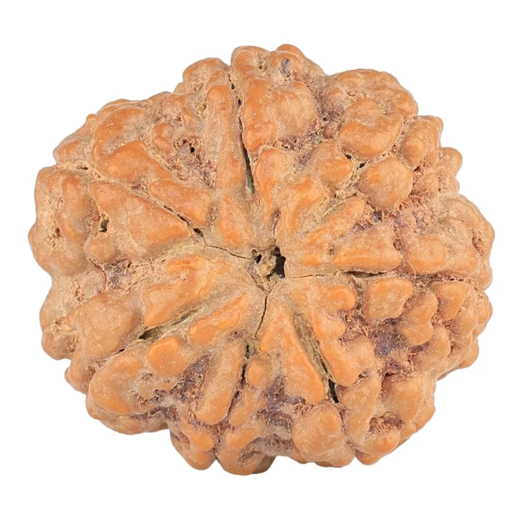 7 Mukhi Rudraksha 28.5mm 7.74gm