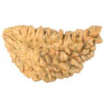 1 Mukhi Rudraksha 38.1mm 4.53gm - Rudraksha