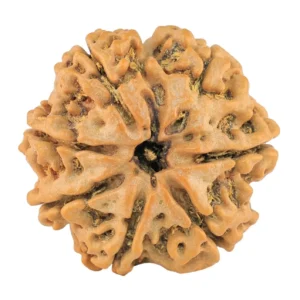 7 Mukhi Rudraksha 25.4mm 4.67gm - Rudraksha
