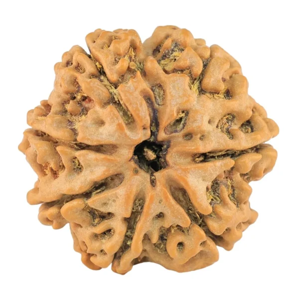 7 Mukhi Rudraksha 25.4mm 4.67gm - Rudraksha