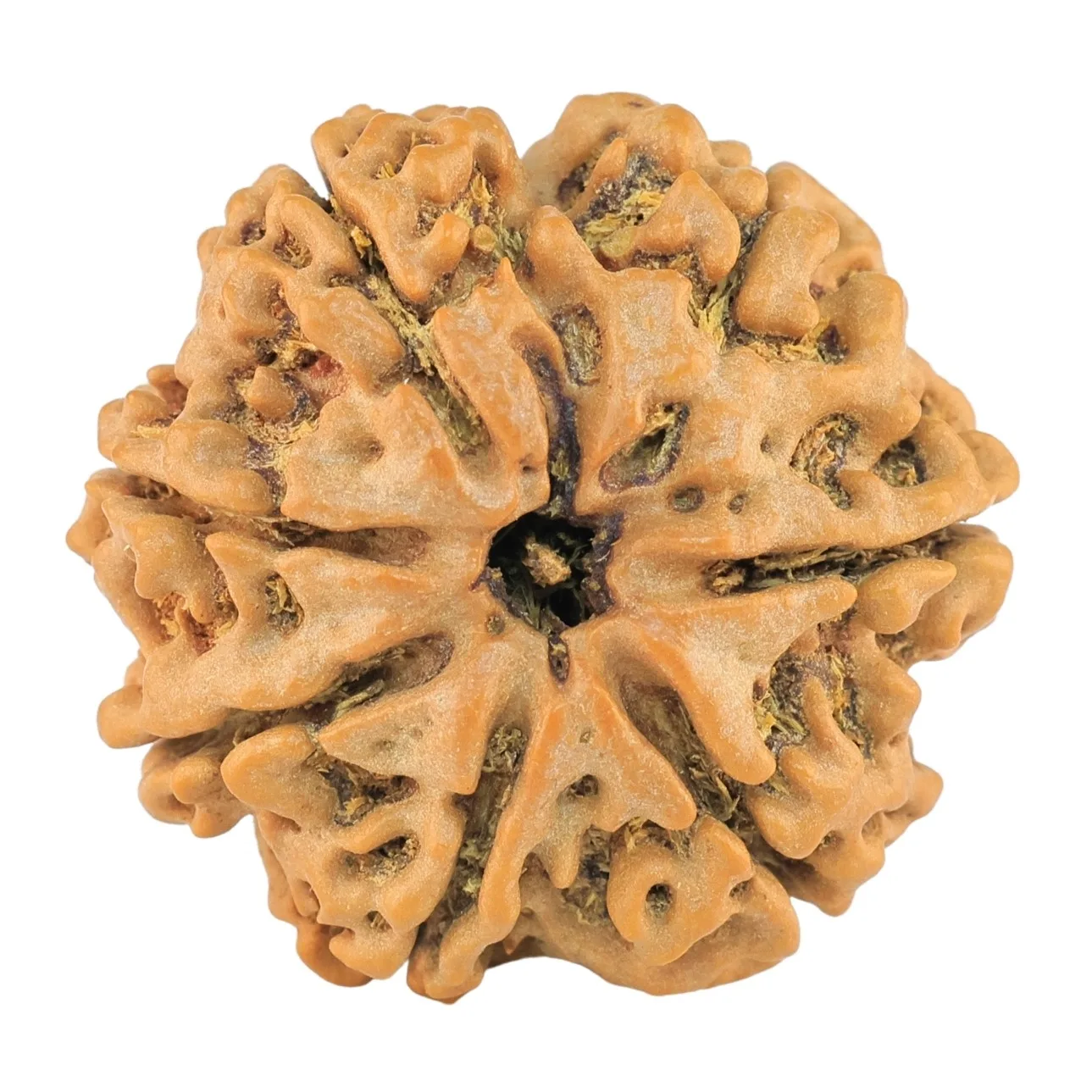 7 Mukhi Rudraksha 25.4mm 4.67gm - Rudraksha