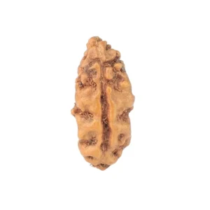 1 Mukhi Rudraksha 13.4mm 0.22gm - Rudraksha