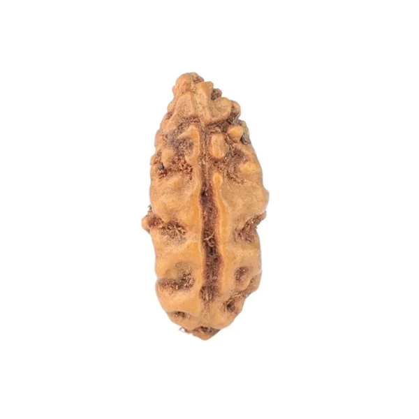 1 Mukhi Rudraksha 13.4mm 0.22gm - Rudraksha