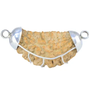 1 Mukhi Rudraksha 48.2mm 6.62gm - Rudraksha