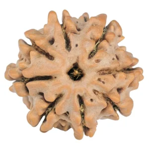 8 Mukhi Rudraksha 19.4mm 2.33gm - Rudraksha