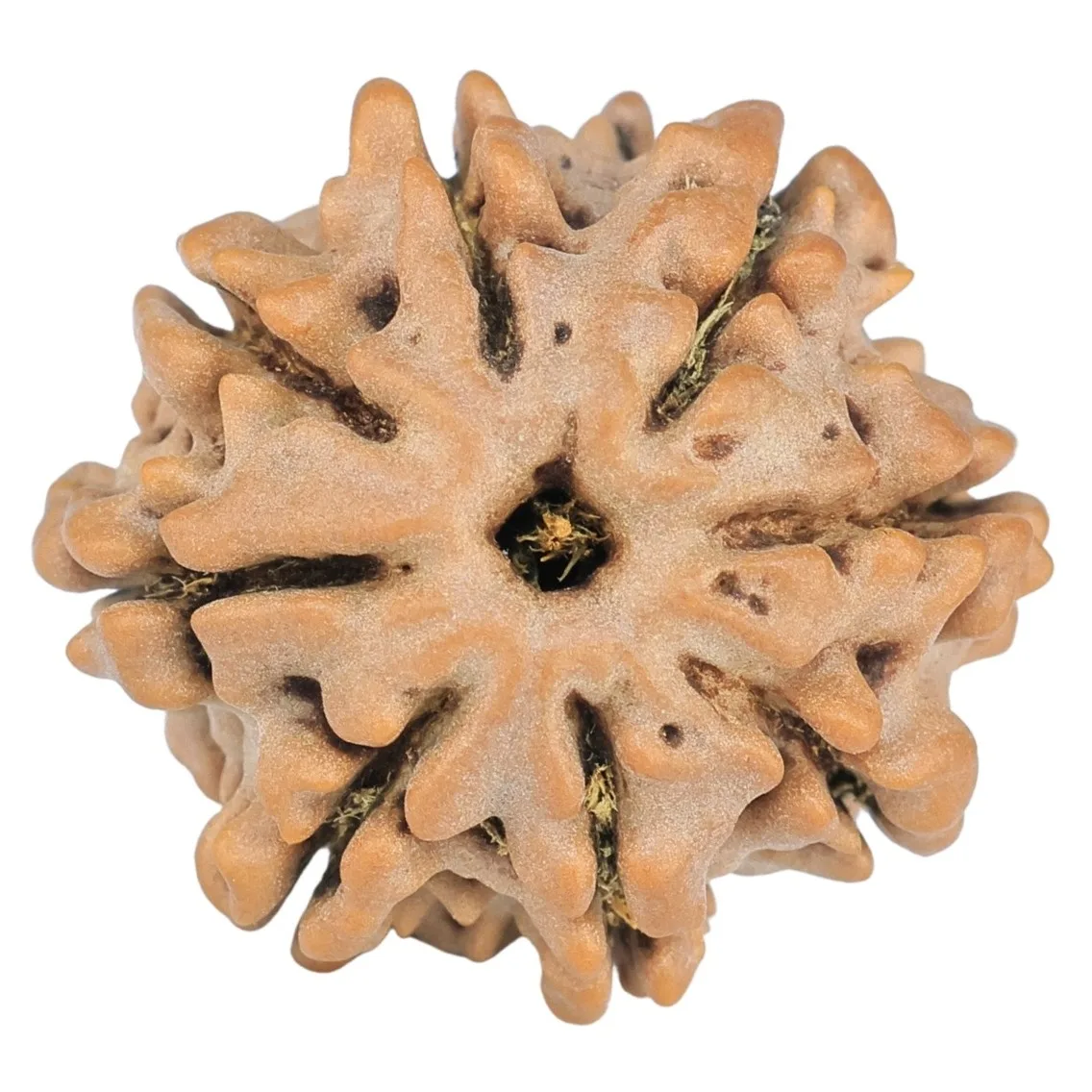 8 Mukhi Rudraksha 19.4mm 2.33gm - Rudraksha