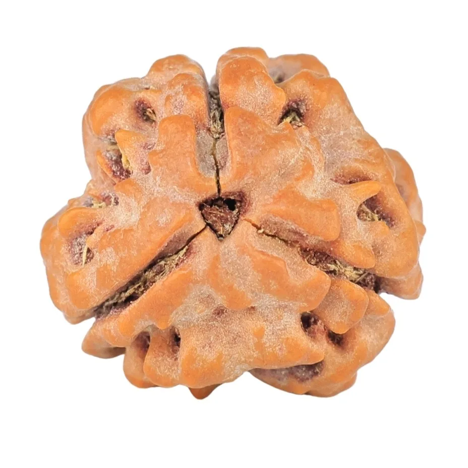 3 Mukhi Rudraksha 18.4mm 2.32gm - Rudraksha