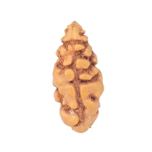 1 Mukhi Rudraksha 13.2mm 0.19gm - Rudraksha
