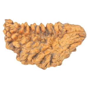 1 Mukhi Rudraksha 37.7mm 4.19gm - Rudraksha