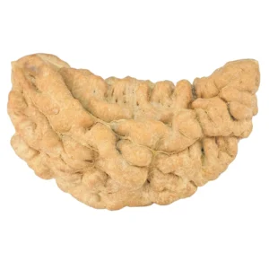1 Mukhi Rudraksha 37.3mm 5.6gm - Rudraksha