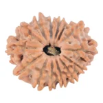 14 Mukhi Rudraksha 22.4mm 2.59gm - Rudraksha