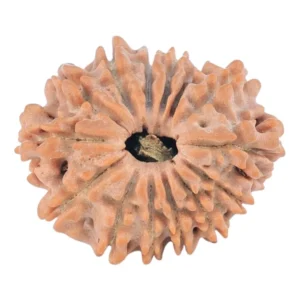 14 Mukhi Rudraksha 22.4mm 2.59gm - Rudraksha