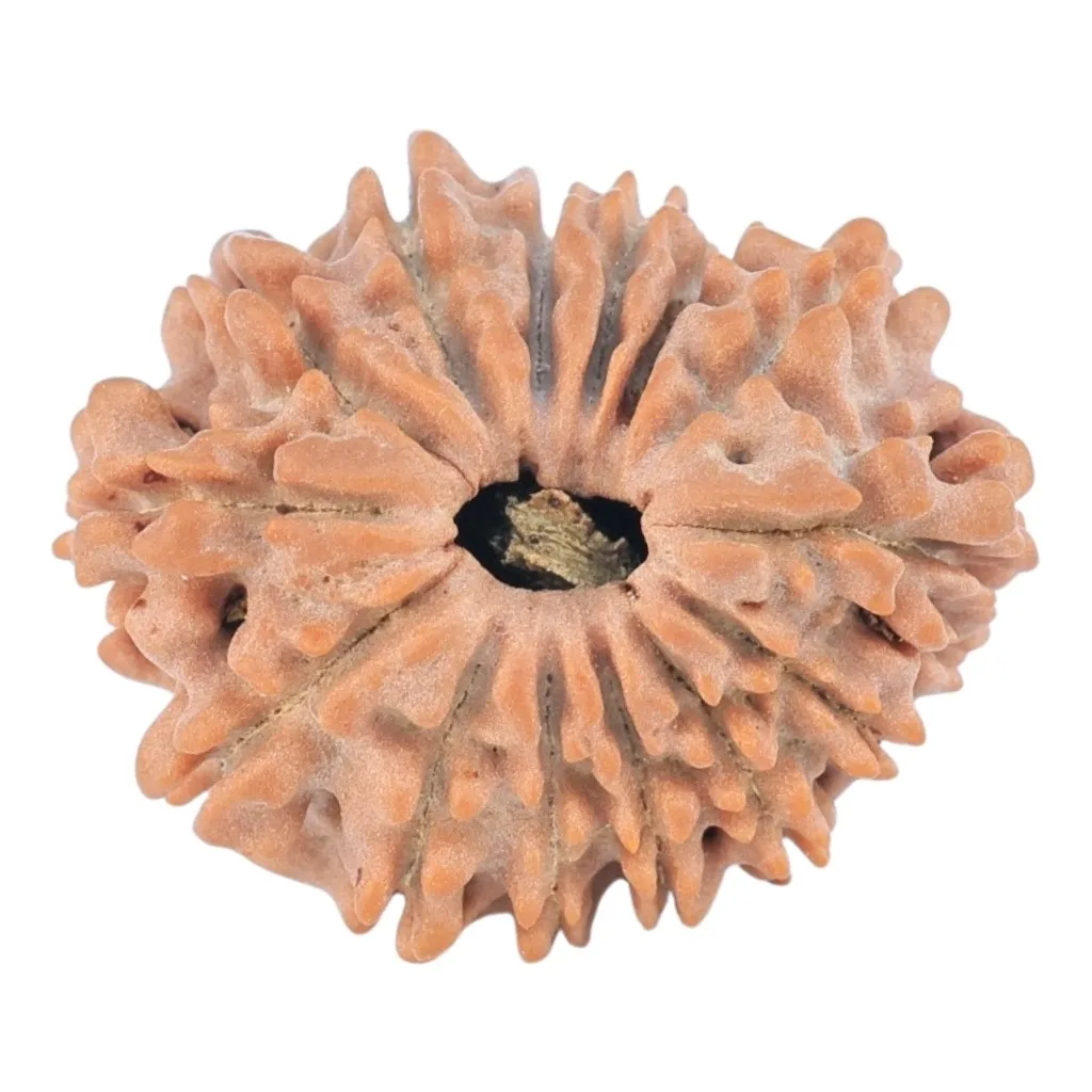 14 Mukhi Rudraksha 22.4mm 2.59gm - Rudraksha