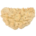 1 Mukhi Rudraksha 36.4mm 5.81gm - Rudraksha
