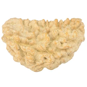 1 Mukhi Rudraksha 36.4mm 5.81gm - Rudraksha