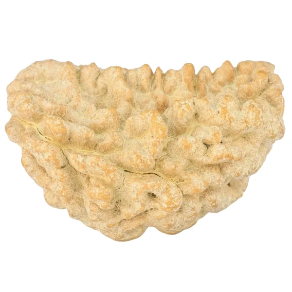 1 Mukhi Rudraksha 36.4mm 5.81gm - Rudraksha