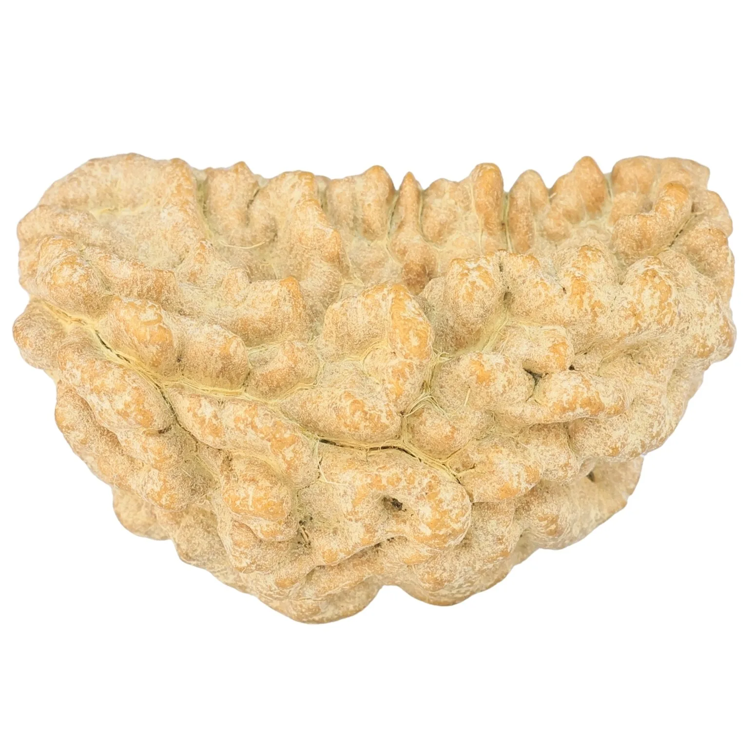 1 Mukhi Rudraksha 36.4mm 5.81gm