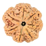 7 Mukhi Rudraksha 28.5mm 6.75gm - Rudraksha