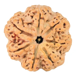 7 Mukhi Rudraksha 28.5mm 6.75gm - Rudraksha