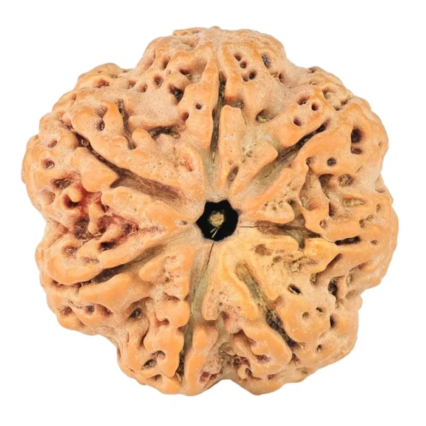 7 Mukhi Rudraksha 28.5mm 6.75gm - Rudraksha