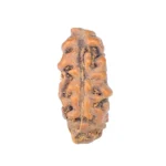 1 Mukhi Rudraksha 14.2mm 0.32gm - Rudraksha