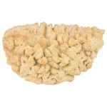 1 Mukhi Rudraksha 33.7mm 5.02gm - Rudraksha